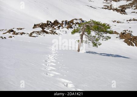 Traces de randonneur avec des empreintes de raquettes sur la neige en hiver Etna Park, Sicile Banque D'Images