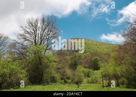 Vue sur les arbres couverts de montagne dans le parc Nebrodi, Sicile Banque D'Images