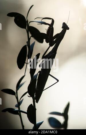 Silhouette de mantis chinois de prière (Tenodera sinensis) - Brevard, Caroline du Nord, Etats-Unis Banque D'Images