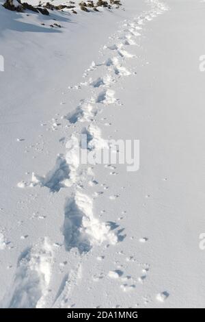 Empreintes des raquettes sur le chemin enneigé dans le parc national de l'Etna, Sicile, Italie Banque D'Images