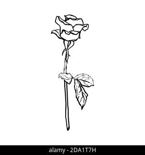 Dessin de ligne de fleur de rose. Vectorisation de fleurs dans un style minimaliste tendance. Illustration de Vecteur