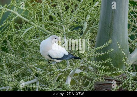 Torresian Imperial-Pigeon Ducula spilorrhoa Cairns, Queensland, Australie 1er novembre 2019 Adulte Columbidae Banque D'Images