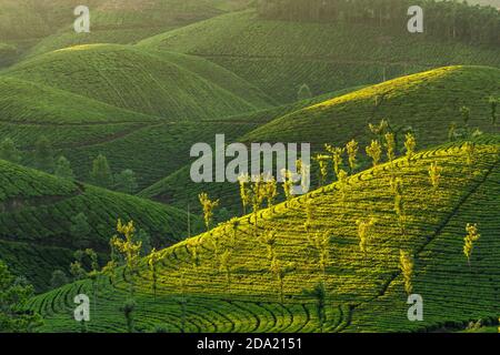 Les plantations de thé à Munnar, Kerala, Inde Banque D'Images