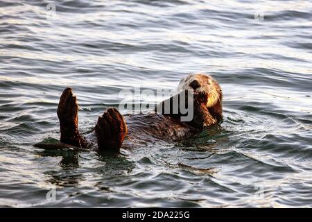 Une loutre de mer (Enhydra lutris) sourit dans le Slough d'Elkhorn, Moss Landing, Californie Banque D'Images