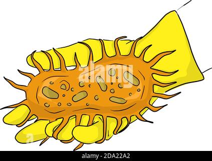 main avec gant en caoutchouc jaune tenant le grand vecteur germinatif orange illustration esquisse de l'oodle à la main, isolée sur fond blanc Illustration de Vecteur