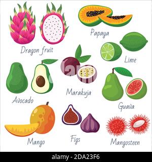 Grand ensemble de fruits tropicaux et exotiques. Éléments vectoriels pour la décoration et le design. Illustration de Vecteur
