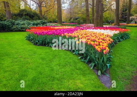 Lieux fantastiques et plantations fleuries avec différents tulipes fraîches colorées dans le jardin de Keukenhof, pays-Bas, Europe Banque D'Images