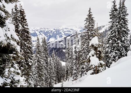 Forêt de sapins d'hiver avec chasse-neige sur la pente des montagnes alpines. Fonds d'écran et fonds d'écran naturels saisonniers Banque D'Images