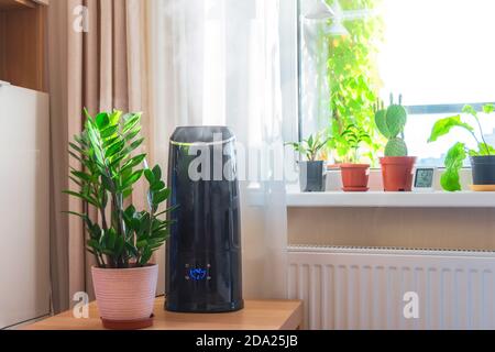 Plantes ornementales et à feuilles caduques intérieures sur le rebord de la fenêtre et la table dans l'appartement avec un humidificateur à vapeur et un thermomètre à mesurer la température de l'air Banque D'Images