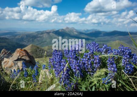 Le lupin argenté, ou Lupinus argenteus, est élevé dans les montagnes du sud-ouest du Montana, aux États-Unis. Banque D'Images