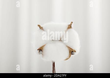 Gros plan de fleur de coton sur fond blanc Banque D'Images