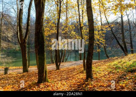 Forêt d’automne Banque D'Images