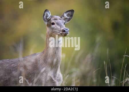 Fermez les jeunes cerfs rouges majestueux à l'automne. Mignon mammifère sauvage dans un environnement naturel. Scène sauvage de la nature Banque D'Images