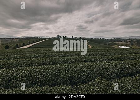 Belle vue sur le paysage de la plantation de thé choui fong. Banque D'Images