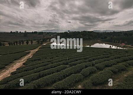 Belle vue sur le paysage de la plantation de thé choui fong. Banque D'Images