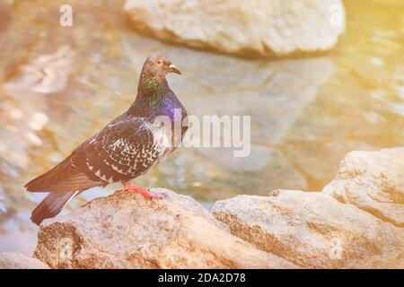 Colombe bleue avec une plume se dresse sur une pierre dans le parc. Pigeon sur les rochers près de l'océan, jour d'été. Banque D'Images