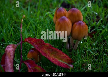 Gros plan des champignons pris peu après la pluie à Phoenix Park, Dublin, octobre 2019 Banque D'Images