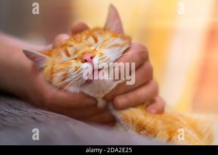 Rouge chat traque les mains mâles. L'homme saisit la tête d'un animal de compagnie au gingembre et touche ses doigts derrière les oreilles Banque D'Images