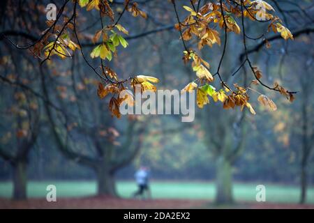 Cologne, Allemagne. 09ème novembre 2020. Seulement quelques feuilles de couleur automnale pendent dans un parc sur les branches d'un châtaignier. Credit: Federico Gambarini/dpa/Alay Live News Banque D'Images