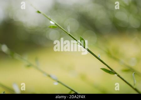 gouttes d'eau sur les feuilles d'herbe, fond de la nature Banque D'Images