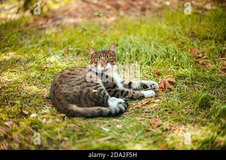 Le chat rayé gris blanc se trouve sur une pelouse verte dans le parc et le repos. Chat adulte regardant la caméra Banque D'Images