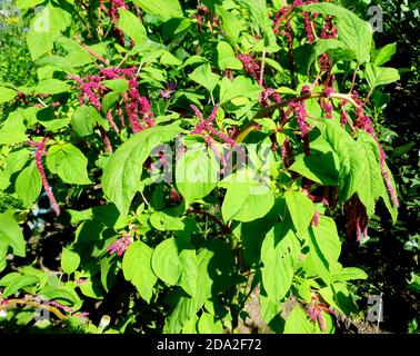 Plante d'amaranthe à fleurs dans le jardin sibérien Banque D'Images