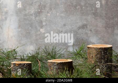 Podiums vides en bois avec branches en sapin sur fond de béton gris. Support géométrique et espace de copie. Banque D'Images