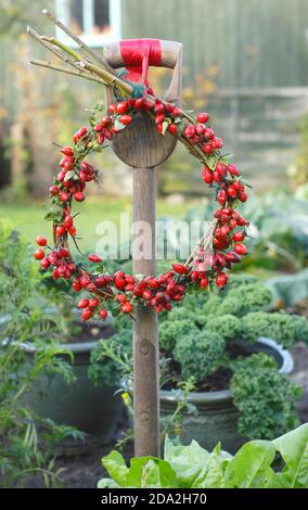 Couronne d'automne maison avec rosebassin sur la base de saule suspendue sur une bêche dans un jardin anglais. ROYAUME-UNI Banque D'Images