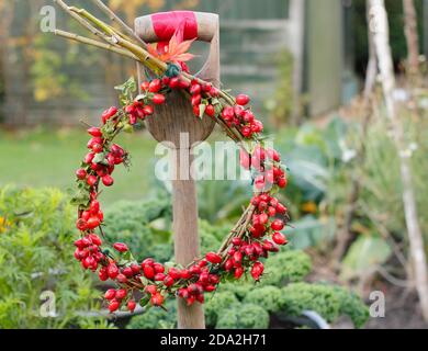 Couronne d'automne maison avec rosebassin sur la base de saule suspendue sur une bêche dans un jardin anglais. ROYAUME-UNI Banque D'Images