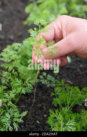 Éclaircie des semis de carottes dans un terrain de légumes au Royaume-Uni. Banque D'Images