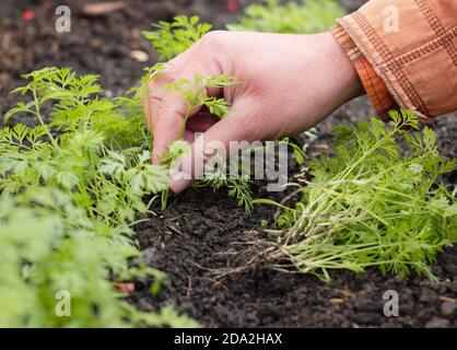 Éclaircie des semis de carottes dans un terrain de légumes au Royaume-Uni. Banque D'Images