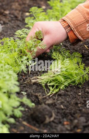 Éclaircie des semis de carottes dans un terrain de légumes au Royaume-Uni. Banque D'Images