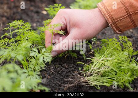 Éclaircie des semis de carottes dans un terrain de légumes au Royaume-Uni. Banque D'Images