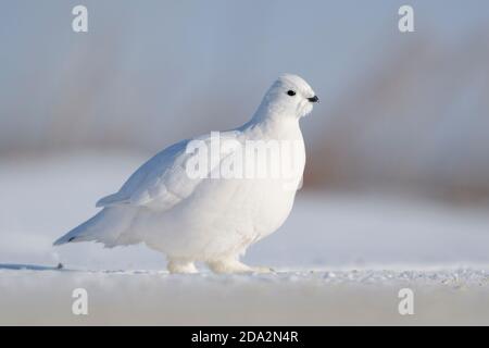 Saule Ptarmigan (Lagopus lagopus), marche dans la neige, Churchill, Manitoba, Canada. Banque D'Images