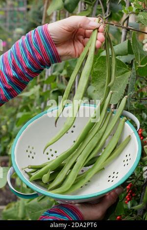 Phaseolus coccineus 'Firestorm'. Une femme cueillant des haricots de chemin de table dans une passoire dans une parcelle de légumes de jardin arrière. ROYAUME-UNI Banque D'Images