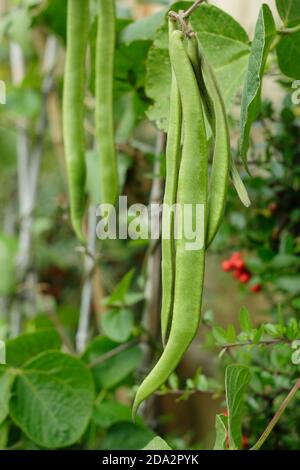 Phaseolus coccineus 'Firestorm', haricots qui poussent dans un potager arrière. ROYAUME-UNI Banque D'Images