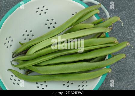 Phaseolus coccineus. Grains de chemin de table fraîchement cueillis dans une passoire. ROYAUME-UNI Banque D'Images