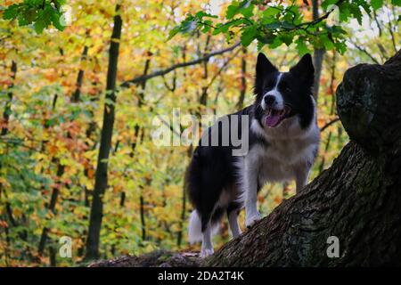 Adorable Border Collie se dresse sur le tronc d'arbre dans la forêt colorée d'automne. Joyeux chien noir et blanc dans la nature. Banque D'Images