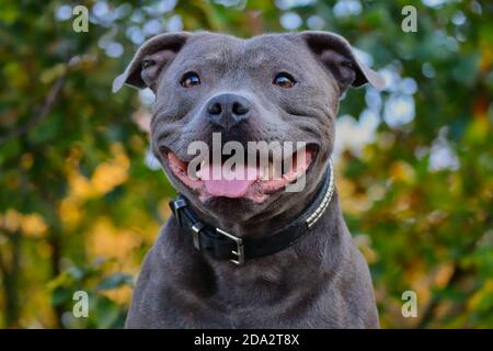 Gros plan de Happy English Staffordshire Bull Terrier dans la nature. Tête Portrait d'un bouffie bleu souriant avec arrière-plan nature. Banque D'Images