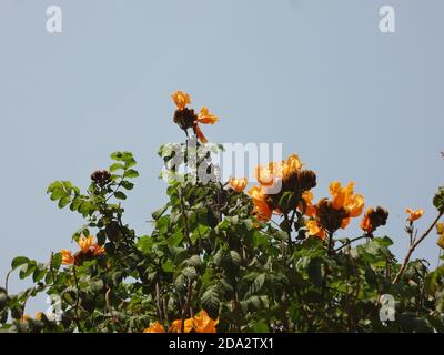 L'arbre de tulipe africain, l'arbre de fontaine de cloche de feu ou Spathodea Campanulata P. Beauv. Banque D'Images