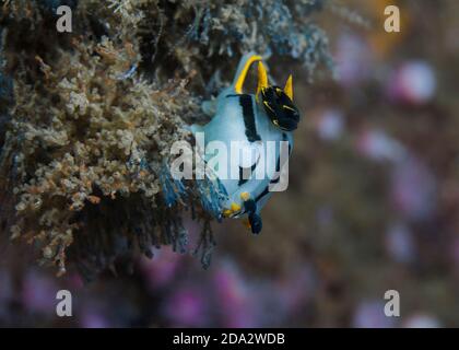 Nudibranche couronnée (Polycera capensis) corps blanc ou gris à rayures noires ou jaunes. Banque D'Images