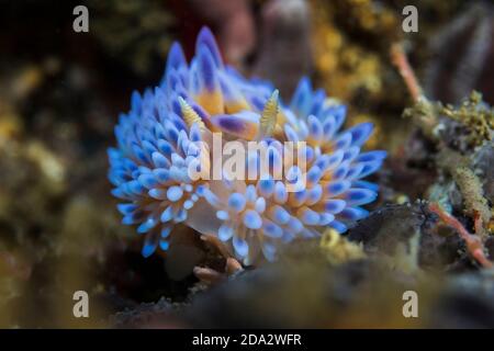 Flamme de gaz (Bonisa nakaza) grande et belle nudibranche densément couverte de cerata et de bouts de ceratal bleus. Banque D'Images