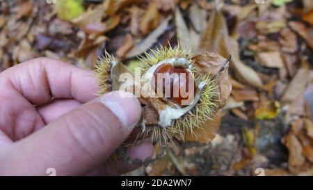 Châtaignier espagnol, châtaignier sucré (Castanea sativa), fruits ouverts aux graines, Allemagne Banque D'Images