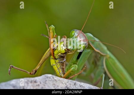 Mantis de prédiing européen (Mantis religiosa), avec sauterelle capturée, Allemagne Banque D'Images