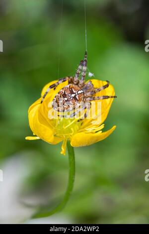 Croiser orbweaver, araignée de jardin européenne, araignée croisée (Araneus diadematus), sur une tasse à beurre, Ranunculus, Allemagne Banque D'Images