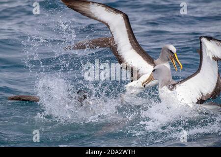 Albatros de Buller du Nord, albatros de Buller, mollymawk de Buller (Thalassarche bulleri platei, Thalassarche platei), luttant contre un Salvin Banque D'Images