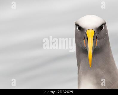 Albatros de Buller du Nord, albatros de Buller, mollymawk de Buller (Thalassarche bulleri platei, Thalassarche platei), portrait, vue de face, Nouveau Banque D'Images