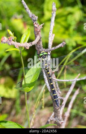 Le somar Goldenring, un Goldenring à deux dents (Cordulegaster bidentatus, Cordulegaster bidentata), se trouve à une branche, Autriche, Carinthie Banque D'Images