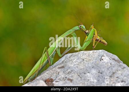 Mantis de prédiing européen (Mantis religiosa), avec sauterelle capturée, Allemagne Banque D'Images