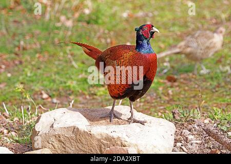 Le faisan commun (Phasianus colchicus) Banque D'Images